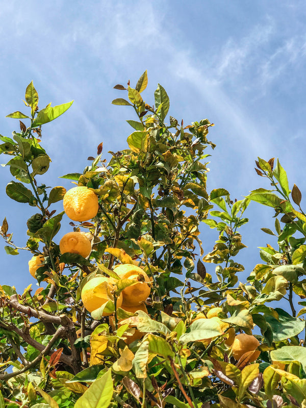 Lemon Extra Virgin Olive Oil: The Essence of Summer in Italy