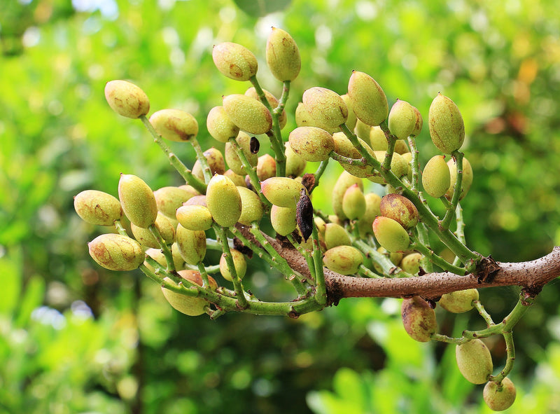 Pistachio: A Flavor Authentic to Italy